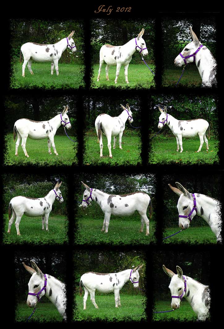 Critter Haven Farm Miniature Donkeys